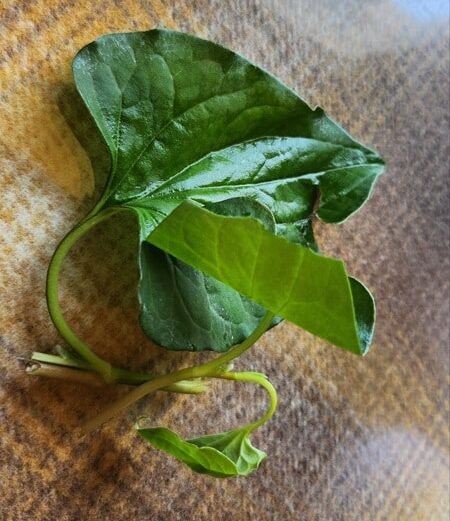 달랏 맛집 NEM NUONG PHUONG DA LAT 넴느엉 푸엉 Nem nướng Phượng 베트남 달랏 vietnam dalat